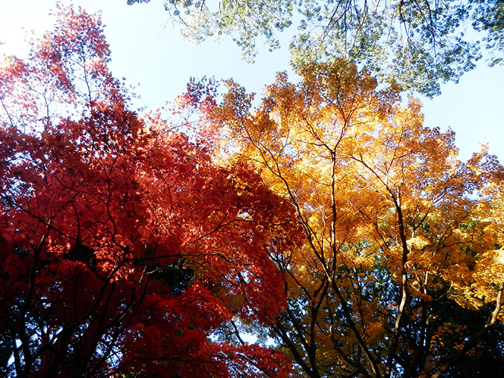 Autumn maple colour in Kenrokuen