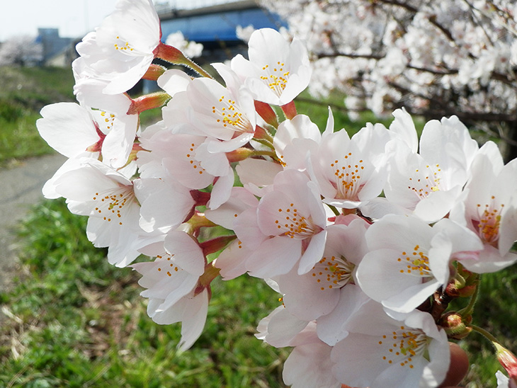 Cherry blossom in Kanazawa