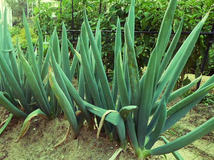 Japanese leek