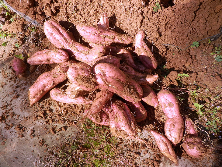 Japanese sweet potato