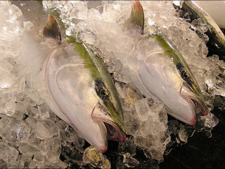 Yellowtail caught in Toyama